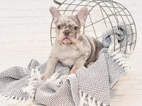 French Bulldog-DOG-Male-BLUE MERLE-34903-Petland Novi, Michigan