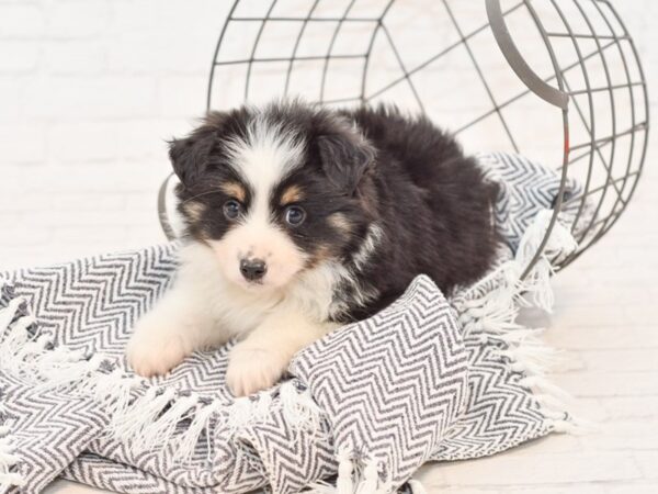 Mini Aussie DOG Male BLK TRI 34904 Petland Novi, Michigan