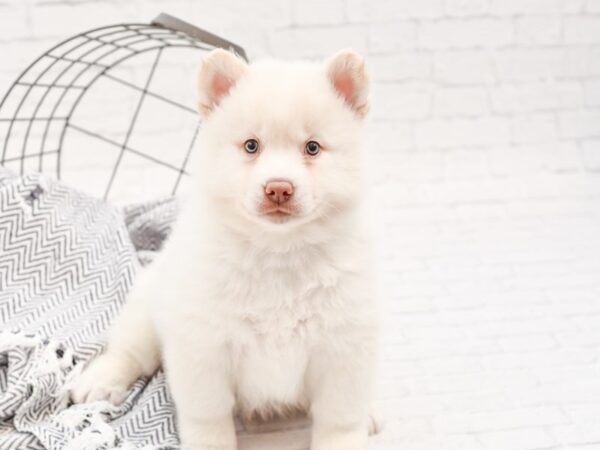 Pomsky DOG Male WH 34908 Petland Novi, Michigan