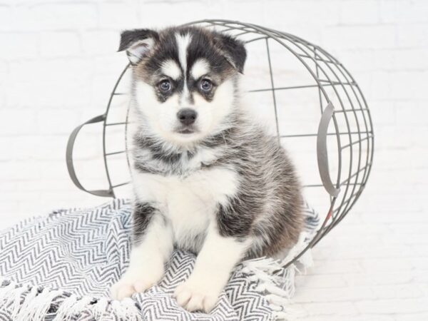 HuskieMo-DOG-Male-BLK WHITE-34909-Petland Novi, Michigan