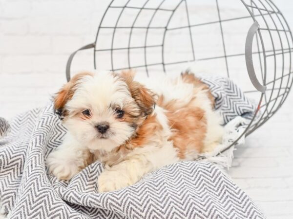 Shih Tzu-DOG-Male-BRINDLE WH-34907-Petland Novi, Michigan