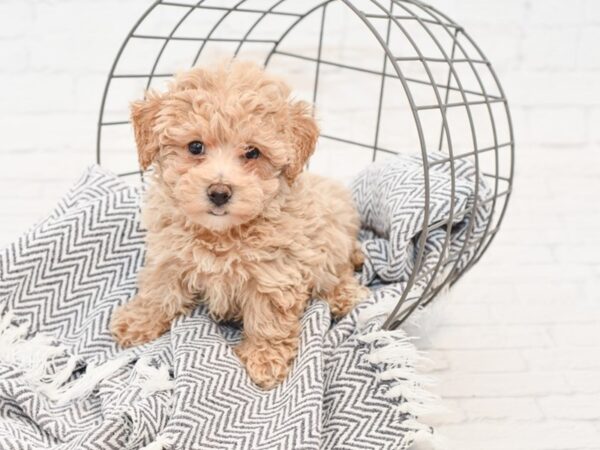 Teddy Bear-DOG-Male-CREAM-34905-Petland Novi, Michigan