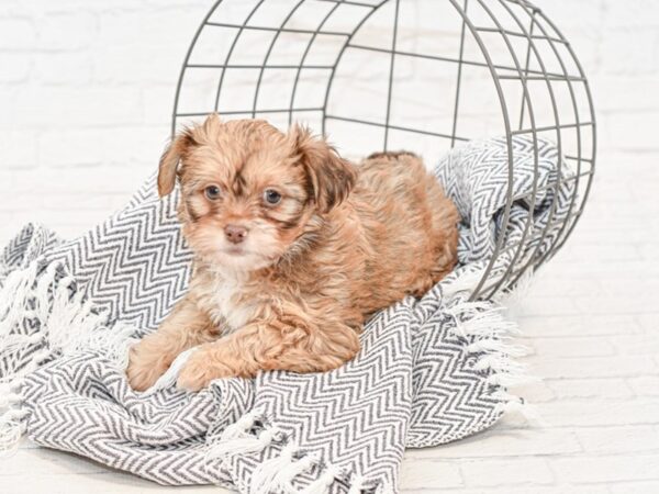 Shih Poo-DOG-Female-CHOC-34901-Petland Novi, Michigan