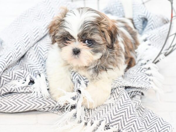 Shih Tzu-DOG-Female-BRINDLE WH-34906-Petland Novi, Michigan