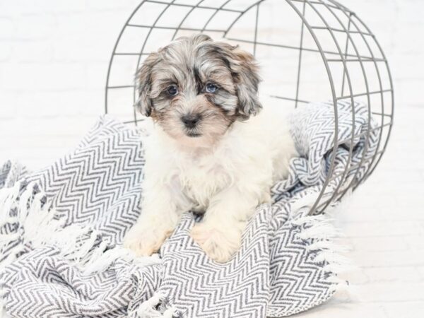 Shih Poo DOG Male BLUE MERLE 34899 Petland Novi, Michigan