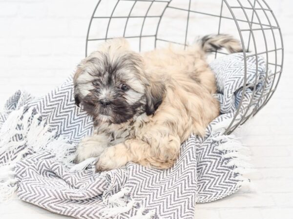 Teddy Bear-DOG-Male-BRN WH-34898-Petland Novi, Michigan