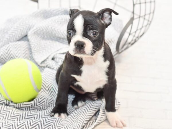 Boston Terrier DOG Female Black / White 34910 Petland Novi, Michigan