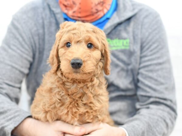 Goldendoodle DOG Male Brown 34911 Petland Novi, Michigan