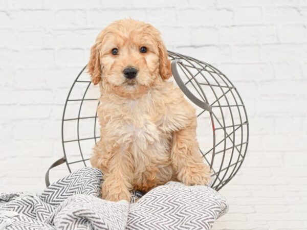 Goldendoodle DOG Male Brown 34912 Petland Novi, Michigan