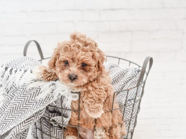 Bichon Poo DOG Male RED 34913 Petland Novi, Michigan