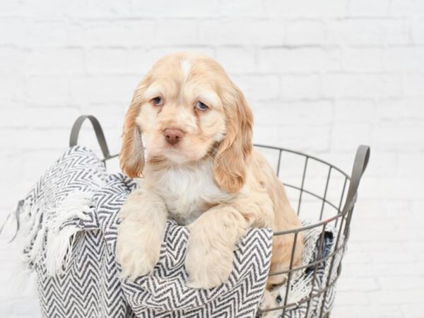 Cocker Spaniel DOG Male TAN WH 34914 Petland Novi, Michigan