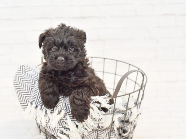 YORKIE HAVANESE-DOG-Male-brown-34915-Petland Novi, Michigan