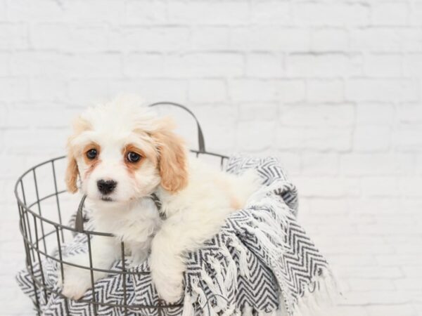 Cavachon DOG Female BLENHEIM 34916 Petland Novi, Michigan