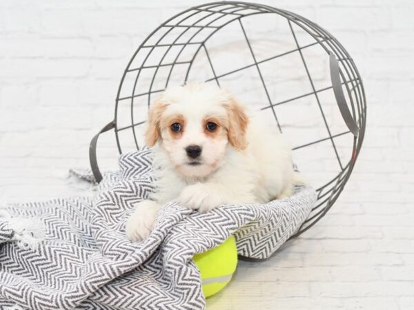 Cavachon-DOG-Male-BLENHEIM-34917-Petland Novi, Michigan