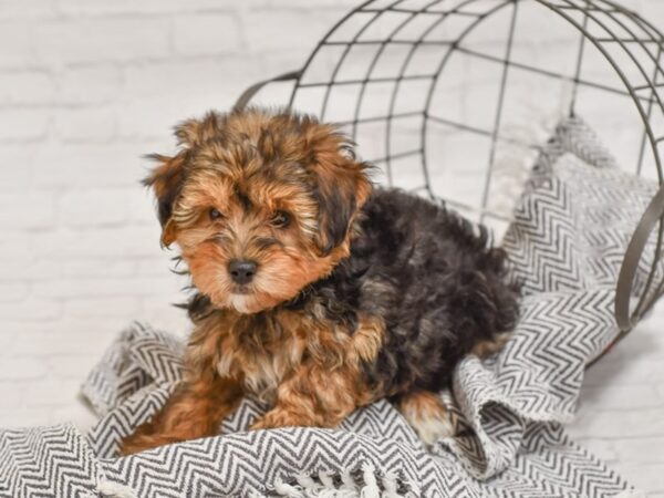 Yorkie Poo DOG Male Blk tan 34918 Petland Novi, Michigan