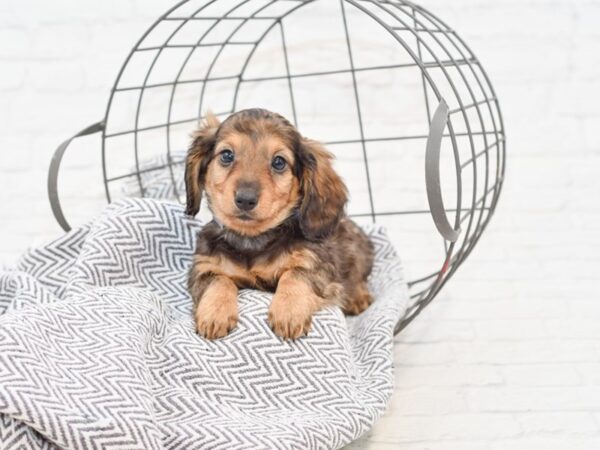 Dachshund-DOG-Male-BLK TAN-34919-Petland Novi, Michigan