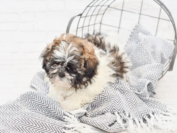 Teddy Bear-DOG-Male-BRN WH-34921-Petland Novi, Michigan