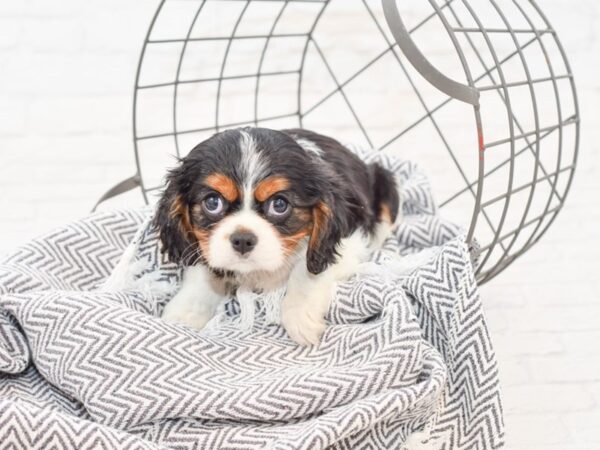 Cavalier King Charles Spaniel DOG Female TRI 34922 Petland Novi, Michigan