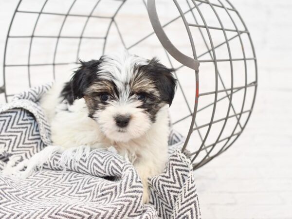 Morkie-DOG-Male-FAWN WH-34923-Petland Novi, Michigan