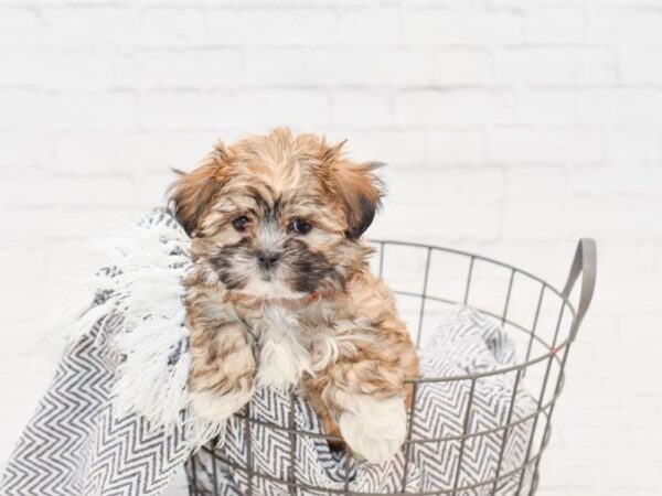 Teddy Bear-DOG-Female-BRN WH-34924-Petland Novi, Michigan