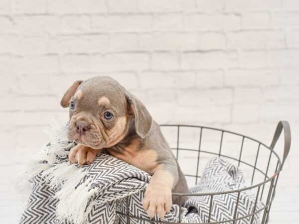 French Bulldog-DOG-Male-BLUE-34925-Petland Novi, Michigan