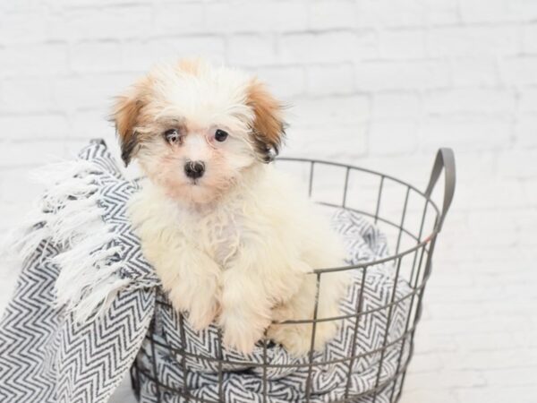 Teddy DOG Female BROWN WHITE 34926 Petland Novi, Michigan