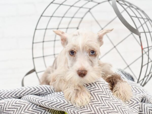 Miniature Schnauzer DOG Female LAVENDER MERLE 34927 Petland Novi, Michigan