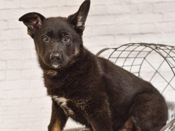 German Shepherd DOG Female Black & Tan 34928 Petland Novi, Michigan