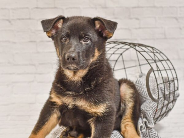 German Shepherd-DOG-Male-Black & Tan-34929-Petland Novi, Michigan