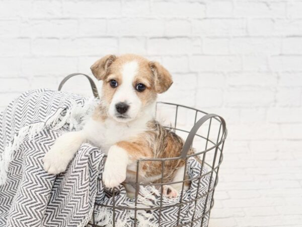 Jackpoo-DOG-Male-Tri-34930-Petland Novi, Michigan