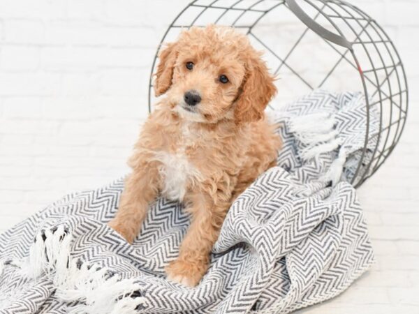 Mini Goldendoodle-DOG-Male-Red-34932-Petland Novi, Michigan