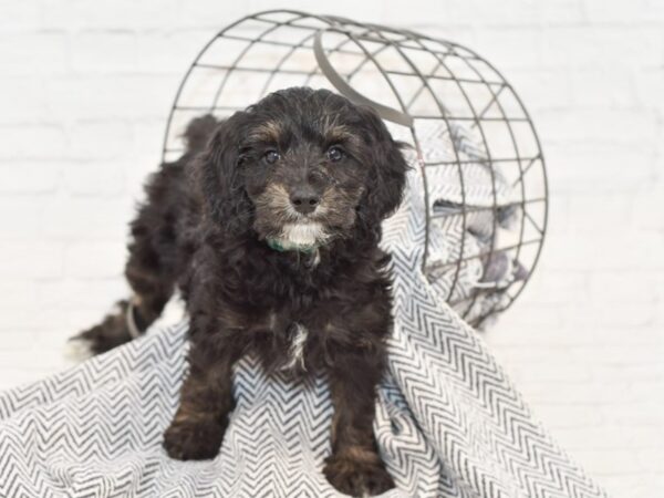 Mini Goldendoodle-DOG-Male-Black-34931-Petland Novi, Michigan