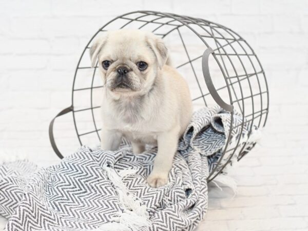 Pug-DOG-Male-Chinchilla-34933-Petland Novi, Michigan