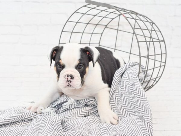 English Bulldog-DOG-Male-Black & White-34934-Petland Novi, Michigan