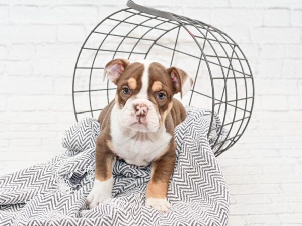 English Bulldog-DOG-Female-Chocolate Tri-34935-Petland Novi, Michigan