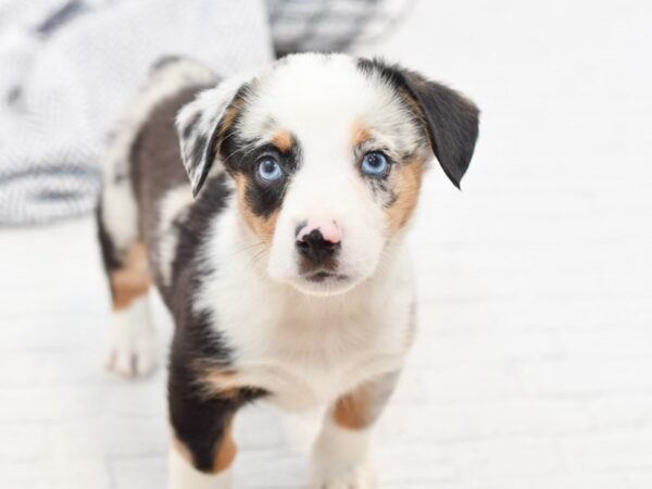 Auggie-DOG-Male-Blue Merle-34936-Petland Novi, Michigan