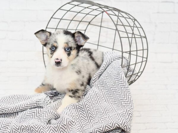 Auggie DOG Female Blue Merle 34937 Petland Novi, Michigan