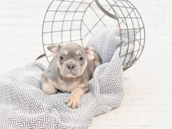 French Bulldog-DOG-Female-BLUE-34938-Petland Novi, Michigan