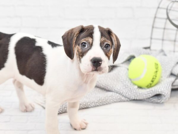 Bosgle-DOG-Male-White / Chocolate-34941-Petland Novi, Michigan