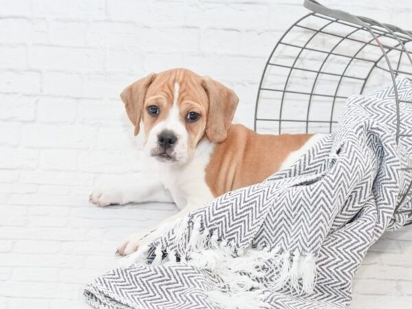 Frengle-DOG-Male-Red / White-34939-Petland Novi, Michigan