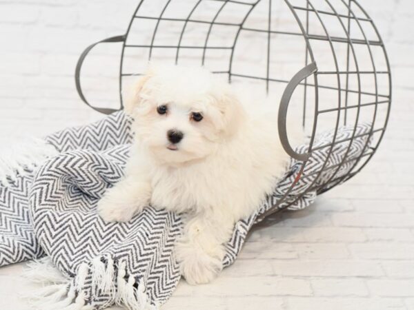 Maltese DOG Male White 34940 Petland Novi, Michigan