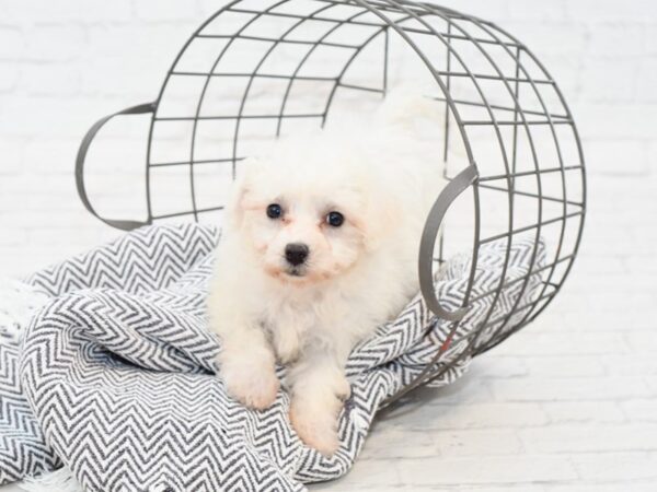 Bichon Frise DOG Female White 34942 Petland Novi, Michigan