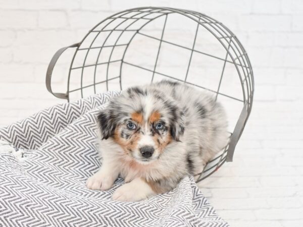 Miniature Australian Shepherd-DOG-Female-BLUE MERLE-34944-Petland Novi, Michigan