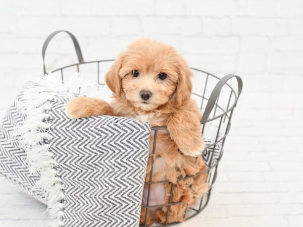 Maltipoo DOG Female RED 34945 Petland Novi, Michigan