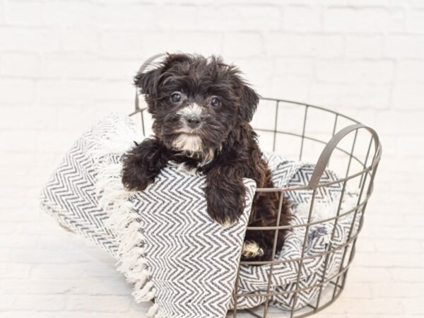 Morkie DOG Female BLK TAN 34946 Petland Novi, Michigan