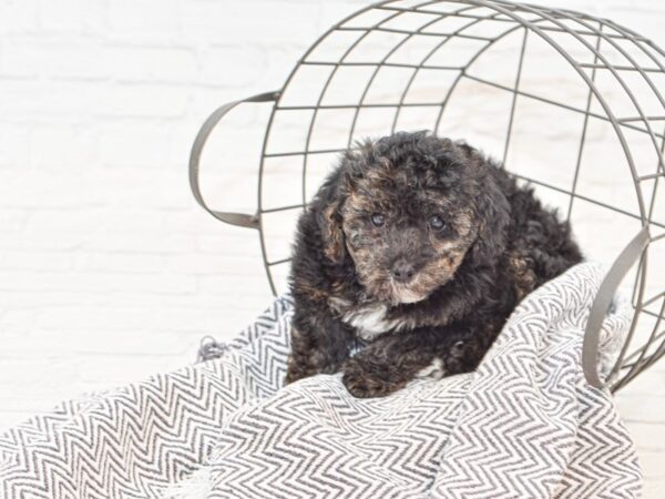 Toy Poodle DOG Male PHANTON 34949 Petland Novi, Michigan