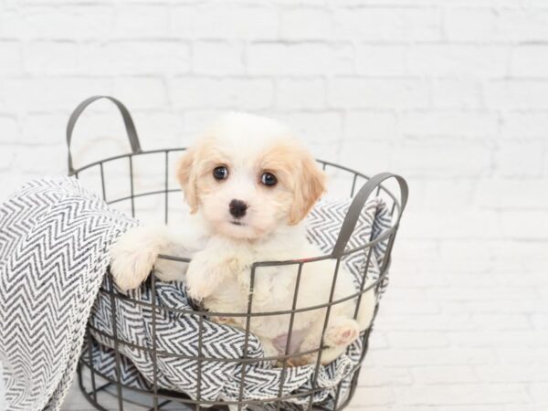 Cavachon-DOG-Female-RED-34951-Petland Novi, Michigan