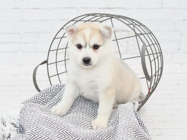 HuskieMo-DOG-Female-BLK WH-34952-Petland Novi, Michigan