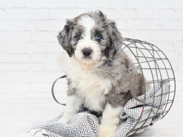 Aussie Poo-DOG-Male-Party Merle-34954-Petland Novi, Michigan