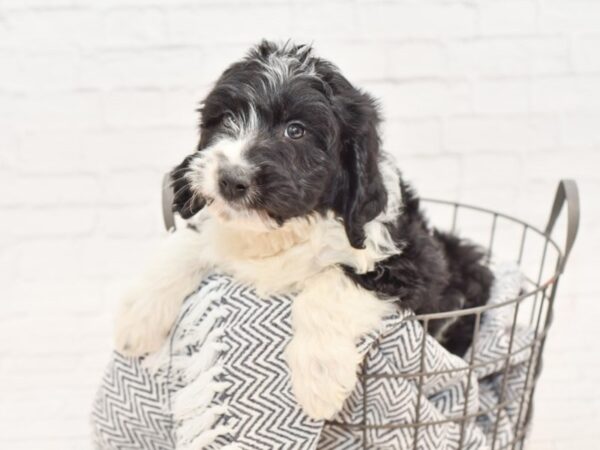 Aussie Poo-DOG-Male-Black & White-34955-Petland Novi, Michigan